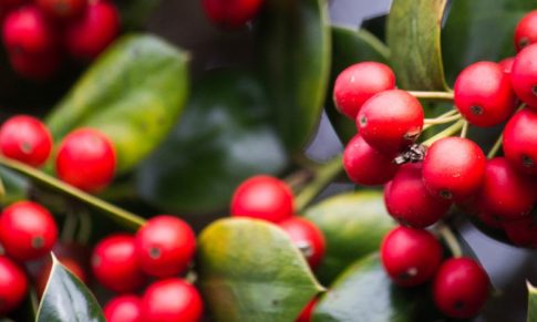 A brief history of coffee
